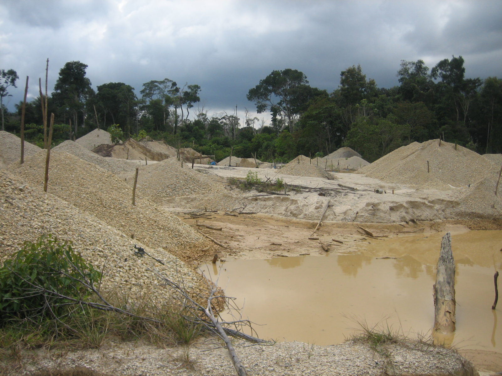 rainforest mining