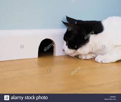cat from alamy dot com