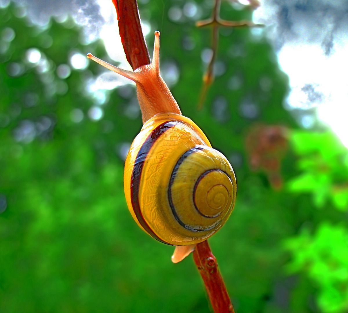 Snail credit With Pause