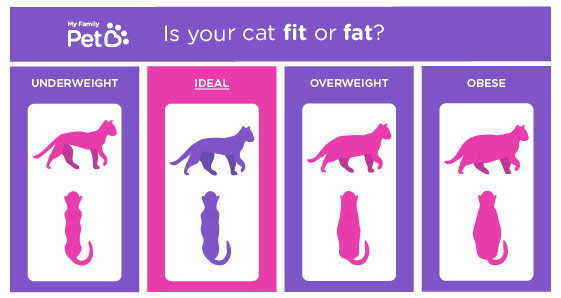 cat-weight